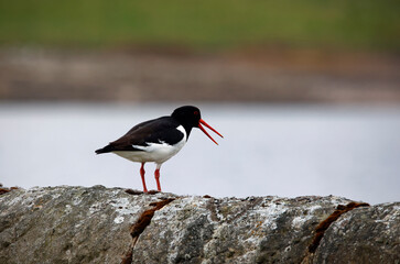 Oystercatchers on the Yorkshire moors
