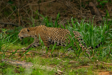 Fototapeta na wymiar Panthera Onca in the Brazilian pantanal 