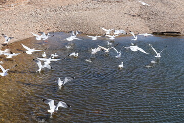 A flock of seagulls take flight from the pool at the mouth of the River Sid in Sidmouth.