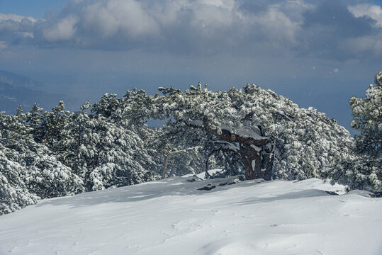 Snow covered pine tree on mountain Ai-Petri after blizzard. Crimea