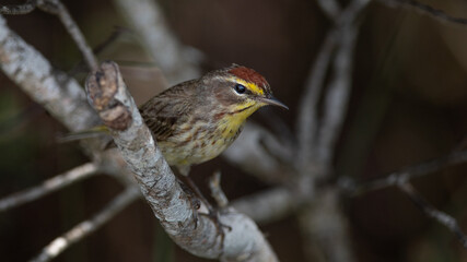 Palm Warbler (Setophaga palmarum) perched on Tree Branch