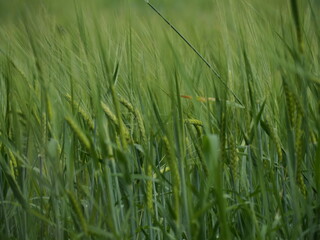 summer field rye wheat harvest