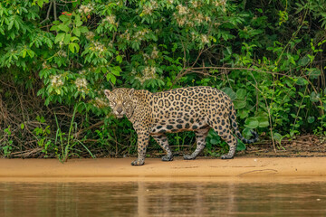 Panthera Onca in the Brazilian pantanal 