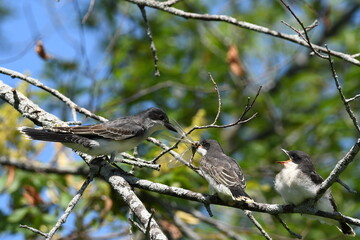 Eastern Kingbird feeding baby bird