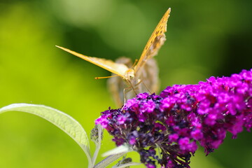 Schmetterling