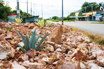 An aloe thrives in a garden full of brown granite boulders.