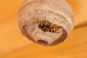 wasp's nest close-up. Vespula vulgaris