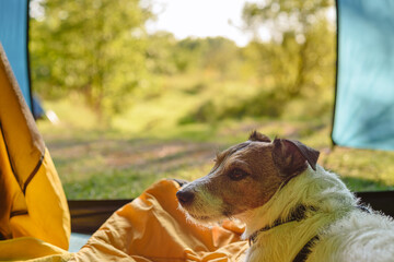 Dog having rest inside tourist camping tent during journey in wild nature