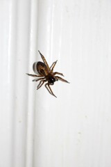Brown Lace Web Spider on white molding