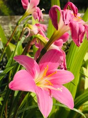 Sky Clouds Trees Flowers Scenery Nature
