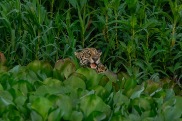 Panthera Onca in the Brazilian pantanal 