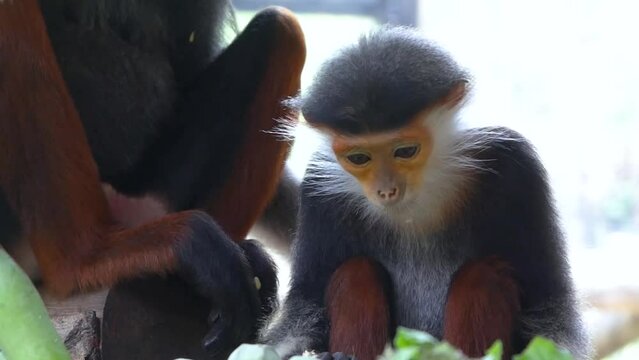 Lemurs five colors or Red-shanked and Scientific name Pygathrix nemaeus in a cage at zoo.