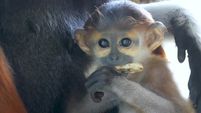 Little red legged lemur sitting with mom eating food and the scientific name Pygathrix nemaeus in a cage at the zoo.