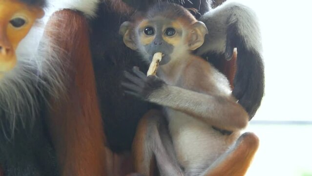 Little red legged lemur sitting with mom eating food and the scientific name Pygathrix nemaeus in a cage at the zoo.