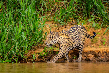 Panthera Onca in the Brazilian pantanal 