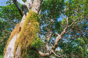 夏の伊豆山稜線歩道の風景　高原の灌木