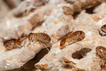 large termites with walking on a termite nest ,close up
