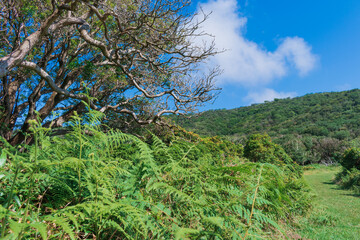 夏の伊豆山稜線歩道の風景　高原の灌木