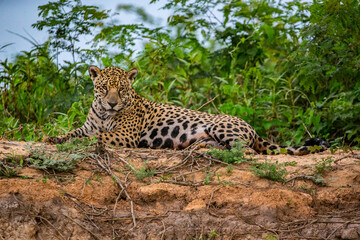 Panthera Onca in the Brazilian pantanal 
