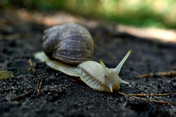 Large snail in the summer forest after the rain