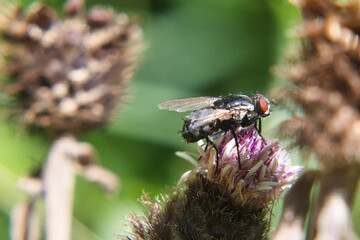 Fliege
