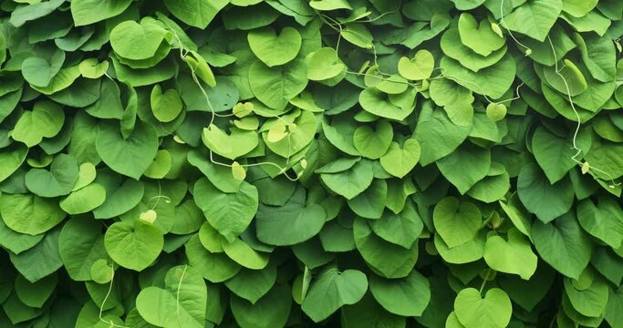 Green leaves background 4k footage. Wall covered, curled bright green foliage in summer garden nature. Natural jungle plant pattern. Tropical leaf wind swaying. Beautiful fresh environment in spring