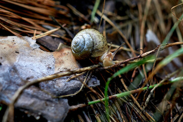 Large snail in the summer forest after the rain