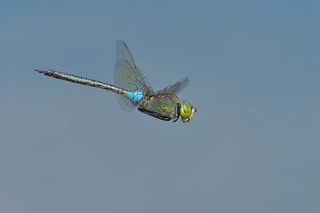 Lesser emperor flight from profil © Olivier