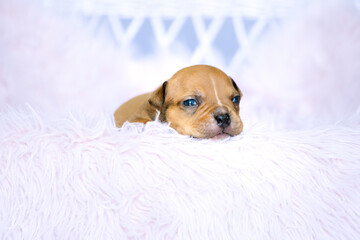 Fototapeta na wymiar american bully dog ​​puppy newborn session in soft fur