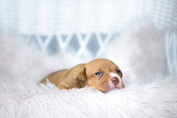 american bully dog ​​puppy newborn session in soft fur