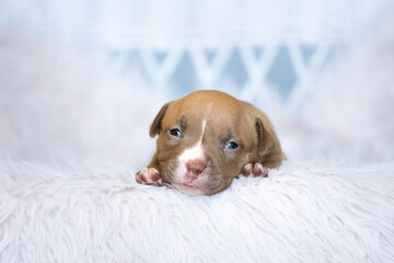 american bully dog ​​puppy newborn session in soft fur