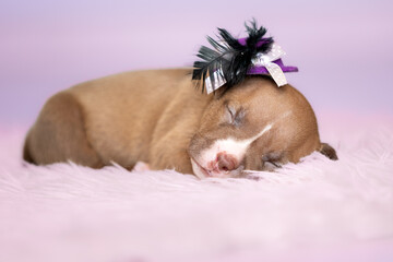 american bully dog ​​puppy newborn session in hat