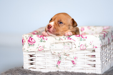 american bully dog ​​puppy newborn session in basket