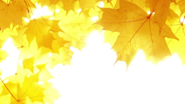 Sunlit yellow autumn maple leaves swaying against white background. Beautiful golden frame with natural bright texture. Slow motion. Great design idea with copy space for autumnal banner. 