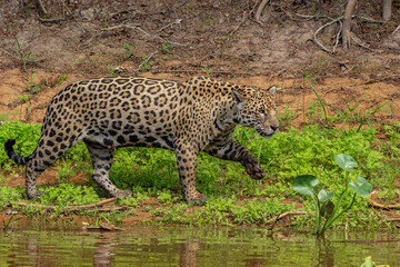 Panthera Onca in the Brazilian pantanal 