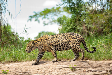 Panthera Onca in the Brazilian pantanal 
