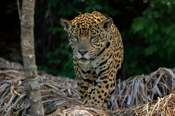 Panthera Onca in the Brazilian pantanal 