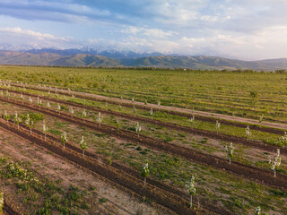 Fototapeta premium Fantastic landscape, aerial photography from a drone of an apple orchard against the backdrop of mountains. Issyk apple orchards are not far from Almaty.