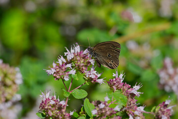 Ringlet (Aphantopus hyperantus) butterfly sitting on a pink flower in Zurich, Switzerland