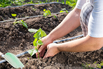 A farmer plants a young sweet potato seedling in open ground in a garden bed.