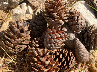 In a clearing under a tree, there are cones. The cones lie on a carpet of dried needles. In this pile there are opened cones and closed ones.