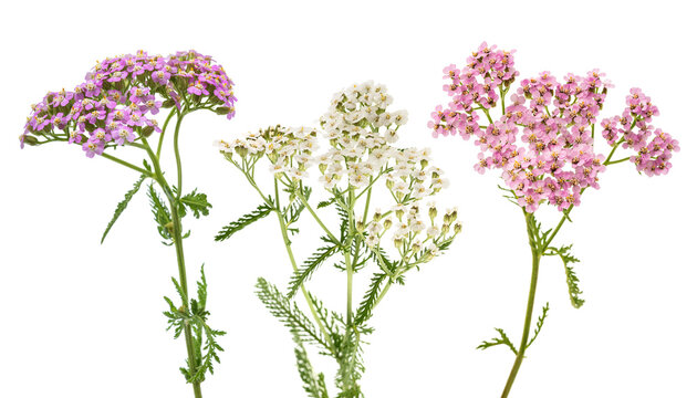 Pink and white yarrow