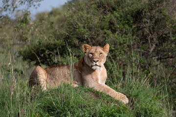 Alert looking lioness in the grass