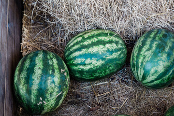 Three watermelons on a bale of hay