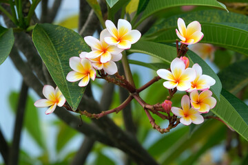 Obraz na płótnie Canvas white magnolia flowers in spring