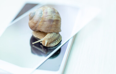 maintenance and repairing smartphones. tempered glass screen protector,mobile phone and garden snail sliding on screen.replace concept. mobile screen replacement protector,repair kit. installation