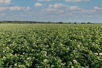 Fototapeta na wymiar organic food and renewable energy, landscape with potato fields, full grown potato fields in a summer landscape