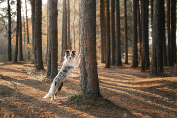 dog in nature. Autumn mood. Border collie in leaf fall in the autumn forest