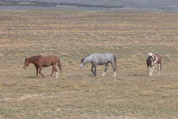 Obraz na płótnie Canvas Wild Horses in Springtime in the Utah Desert