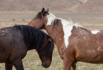 Obraz premium Wild Horses in Springtime in the Utah Desert